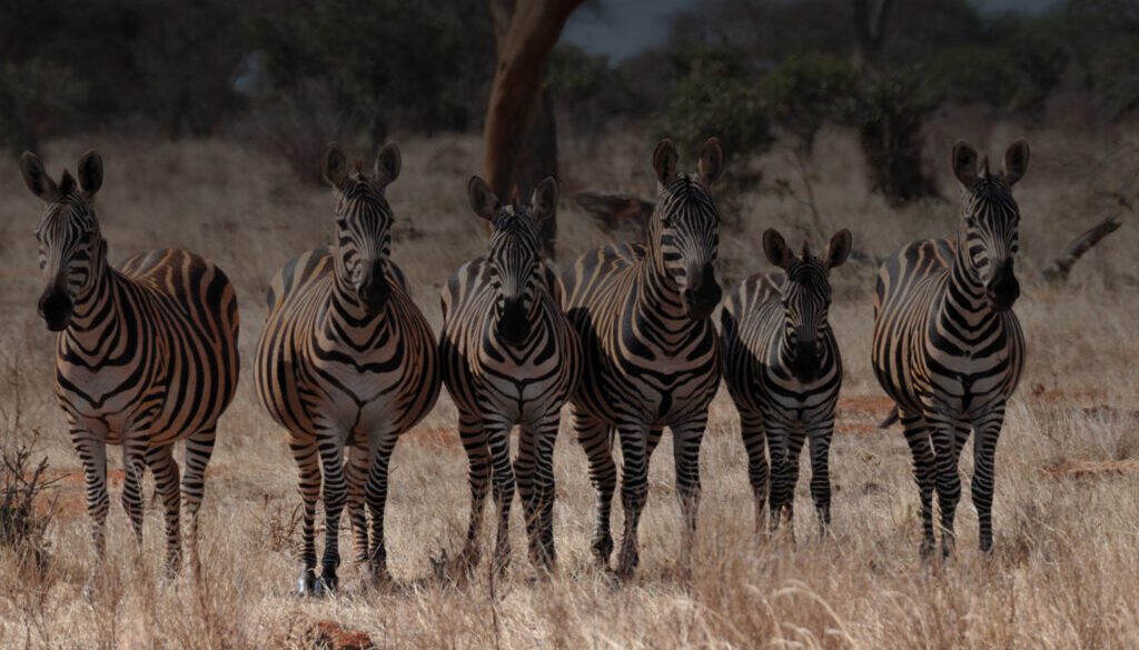 Kenya safari facts