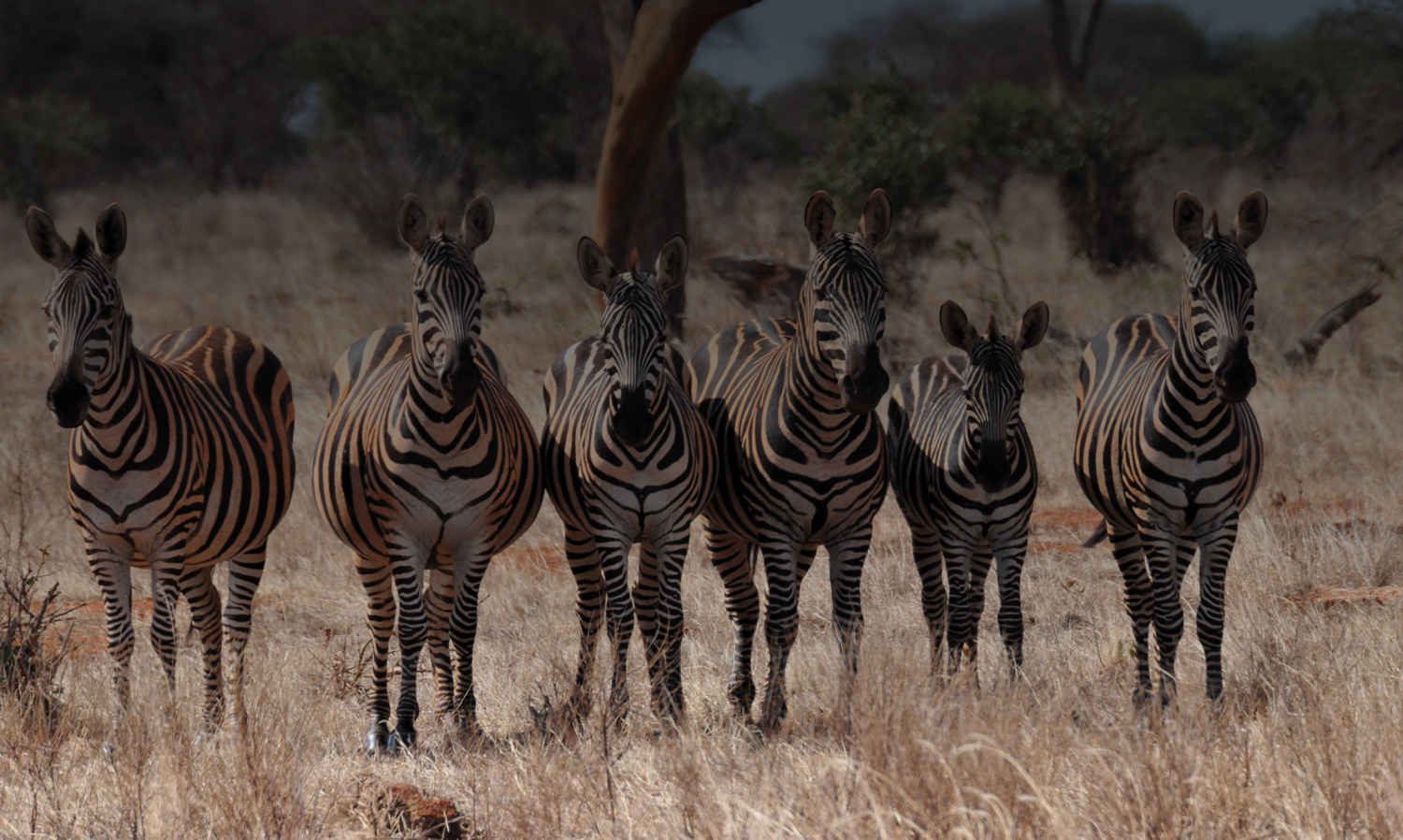Kenya safari facts
