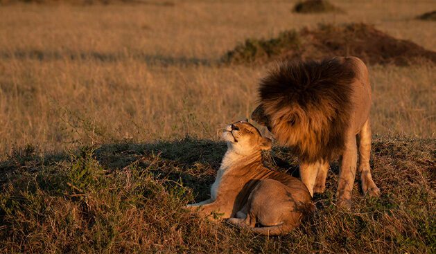 Lion Couple.1jpg