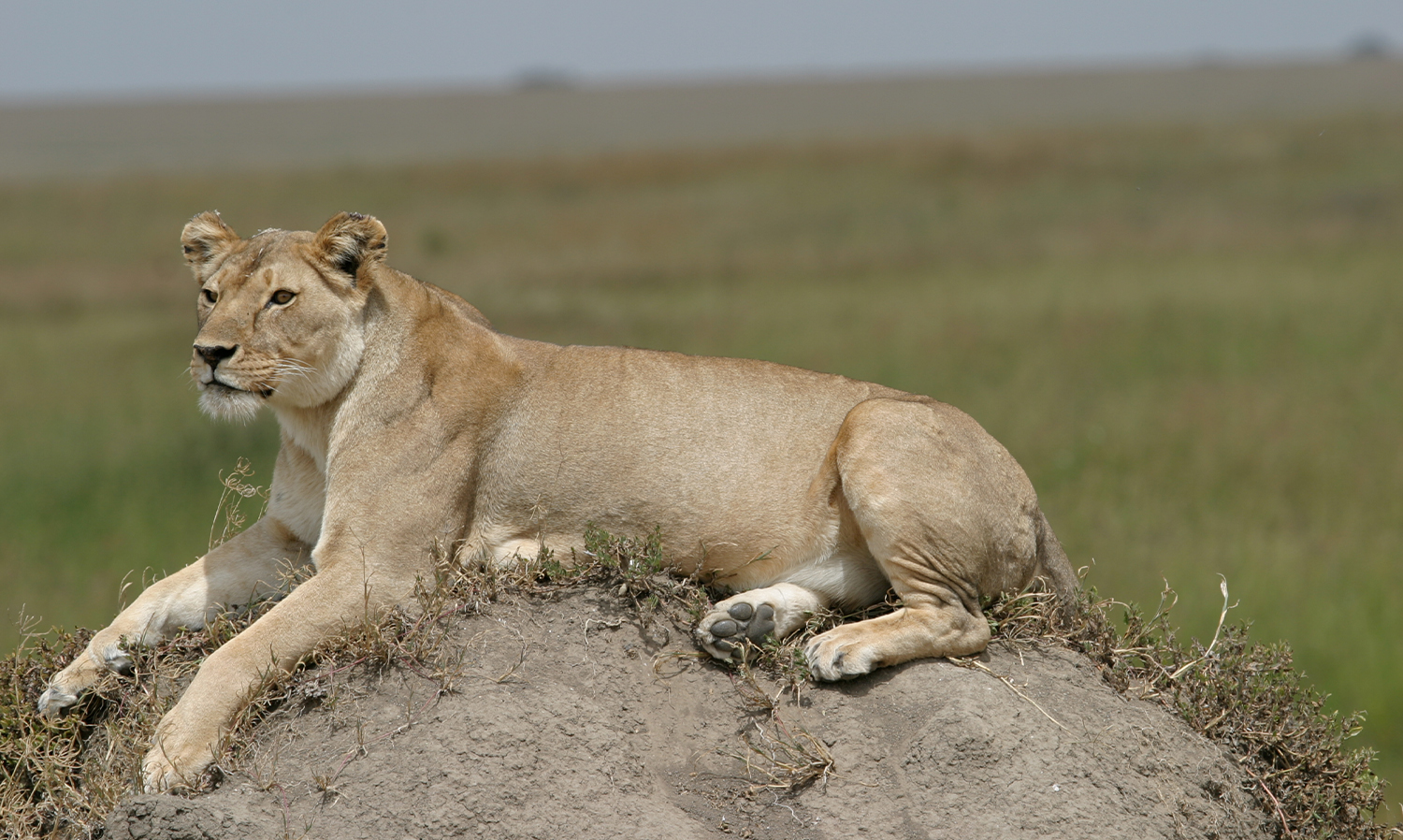 Lioness on her perch