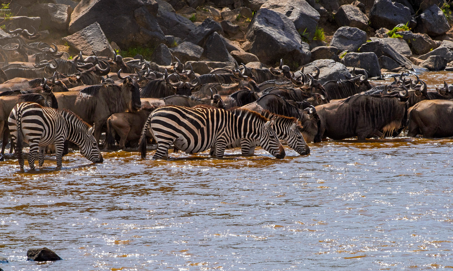 The great wildebeest and zebra migration
