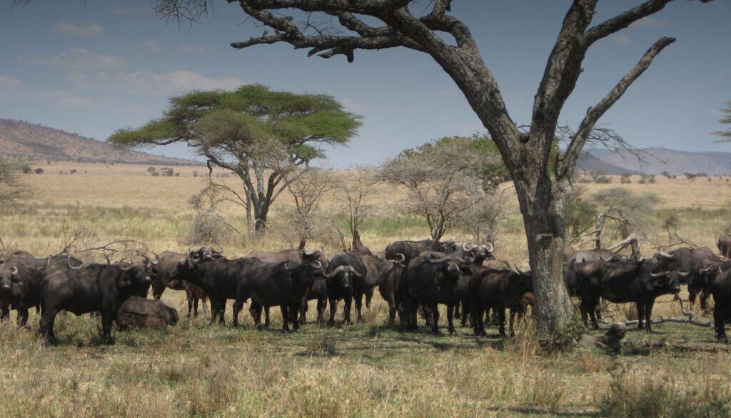 Herd of Buffalo - Serengeti