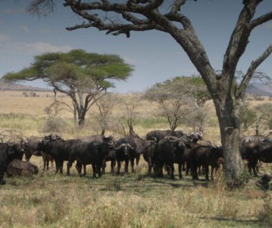 Herd of Buffalo - Serengeti