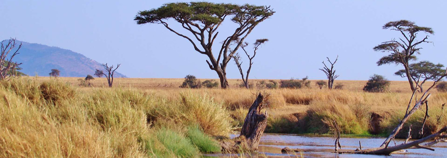 Tarangire safari