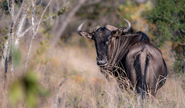 Lake Manyara