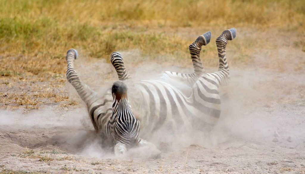 Tarangire safari