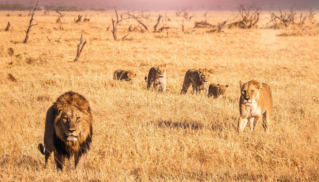 book an African safari