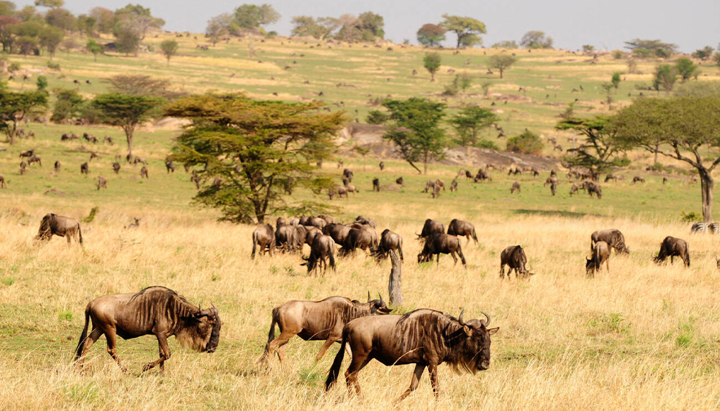 Serengeti safari price