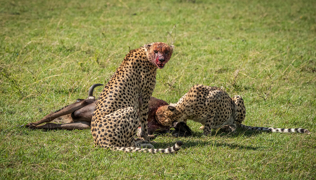 4-day Serengeti safari