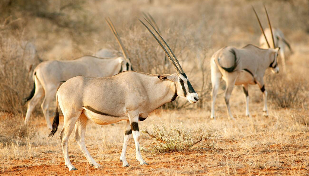 3-day Samburu safari