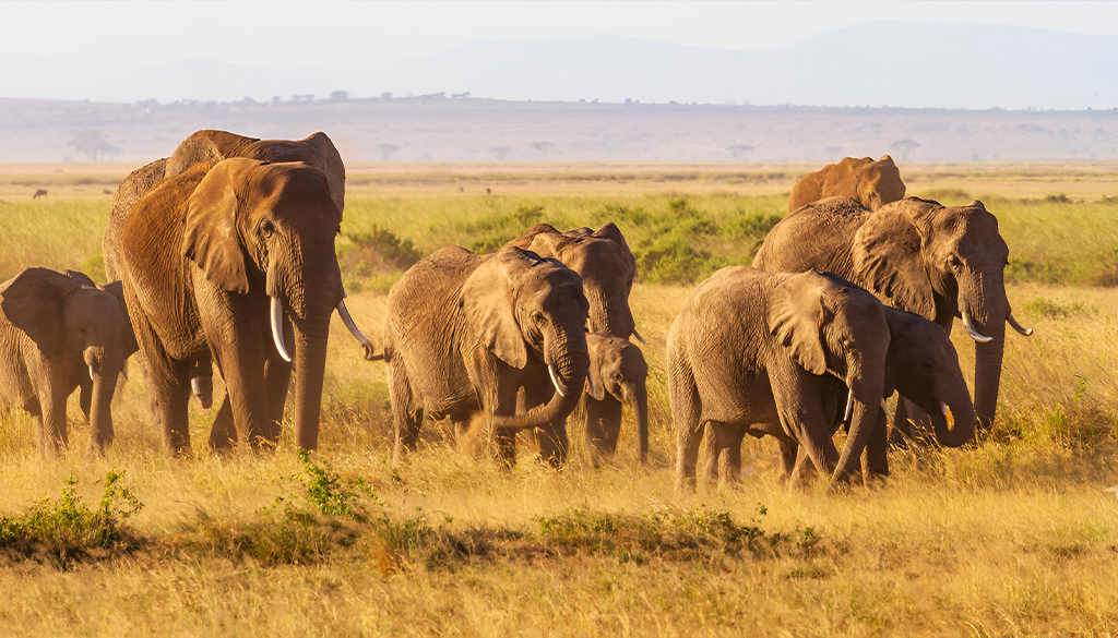when not to go on safari