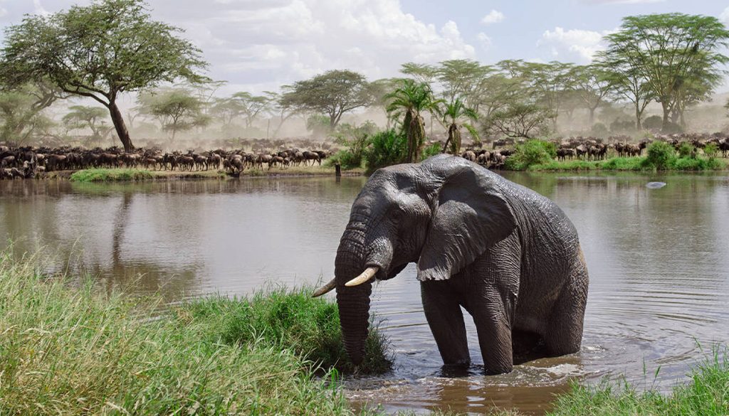 Serengeti safari price