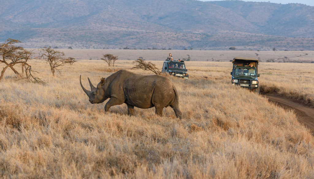 Lewa Conservancy safari Price
