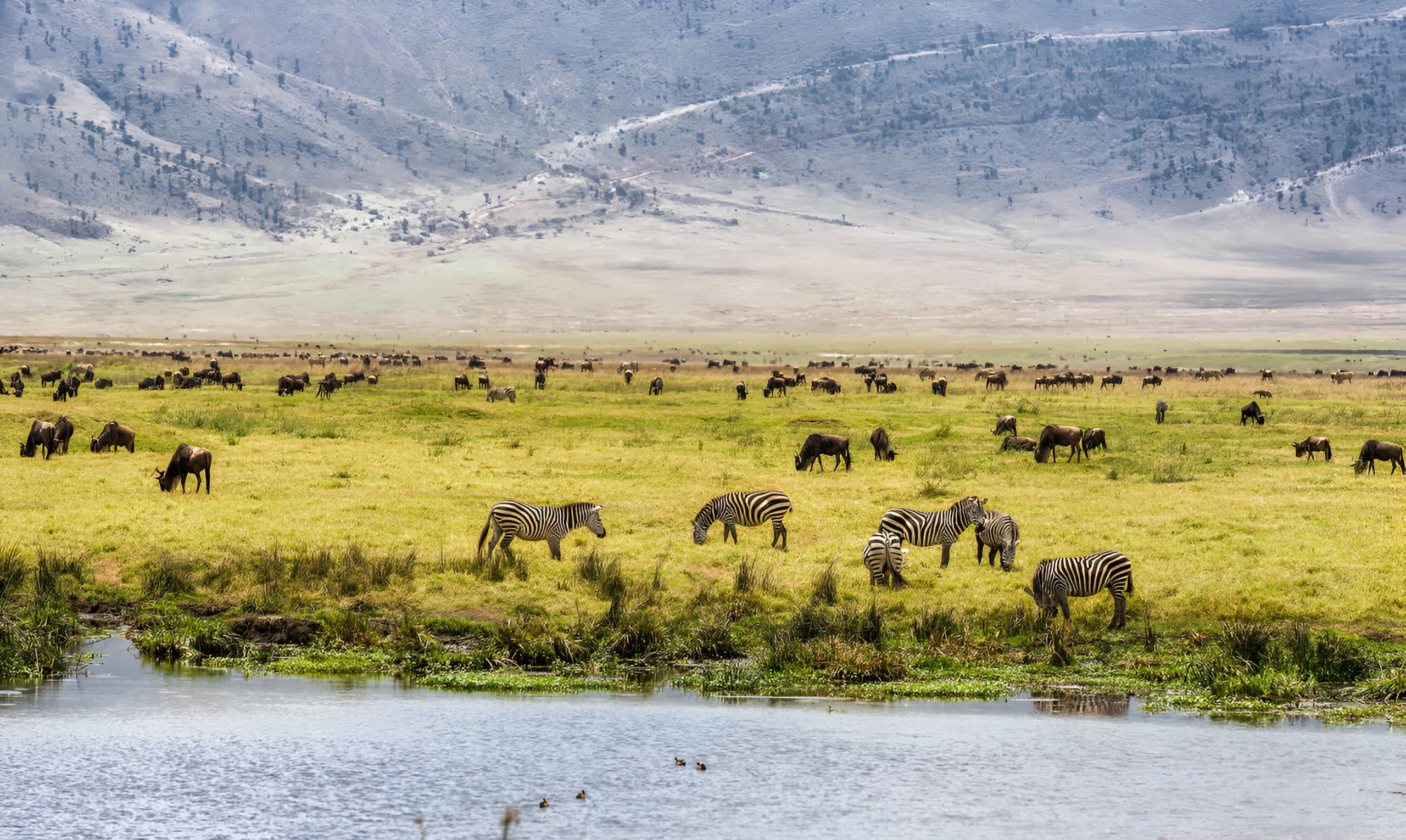 African safari