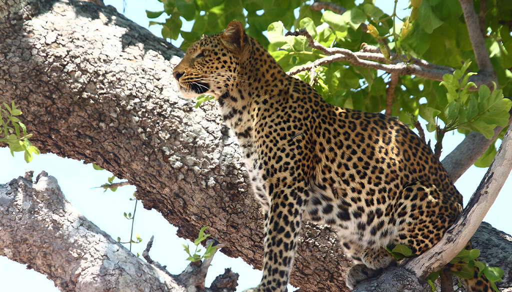 when not to go on safari