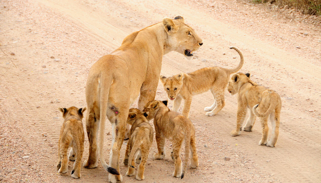 Serengeti safari price