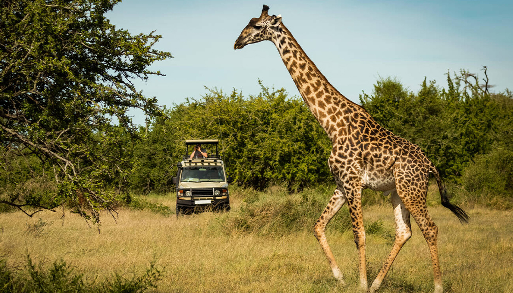 4-day Serengeti safari