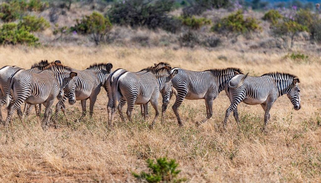 accommodation in Samburu