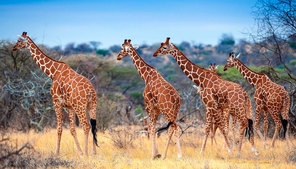 Samburu Safari cost