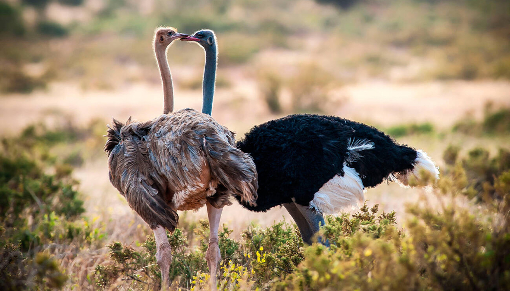 3-day Samburu safari