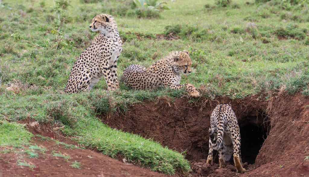 Lewa Conservancy