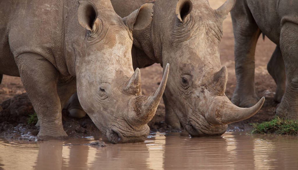 Lewa Conservancy safari price