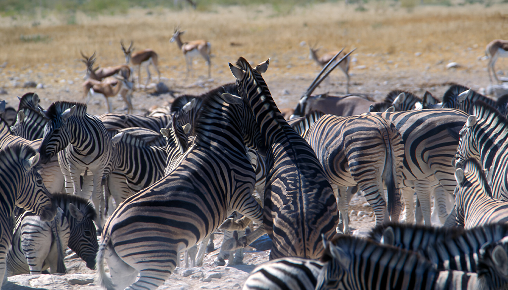 most beautiful African safari