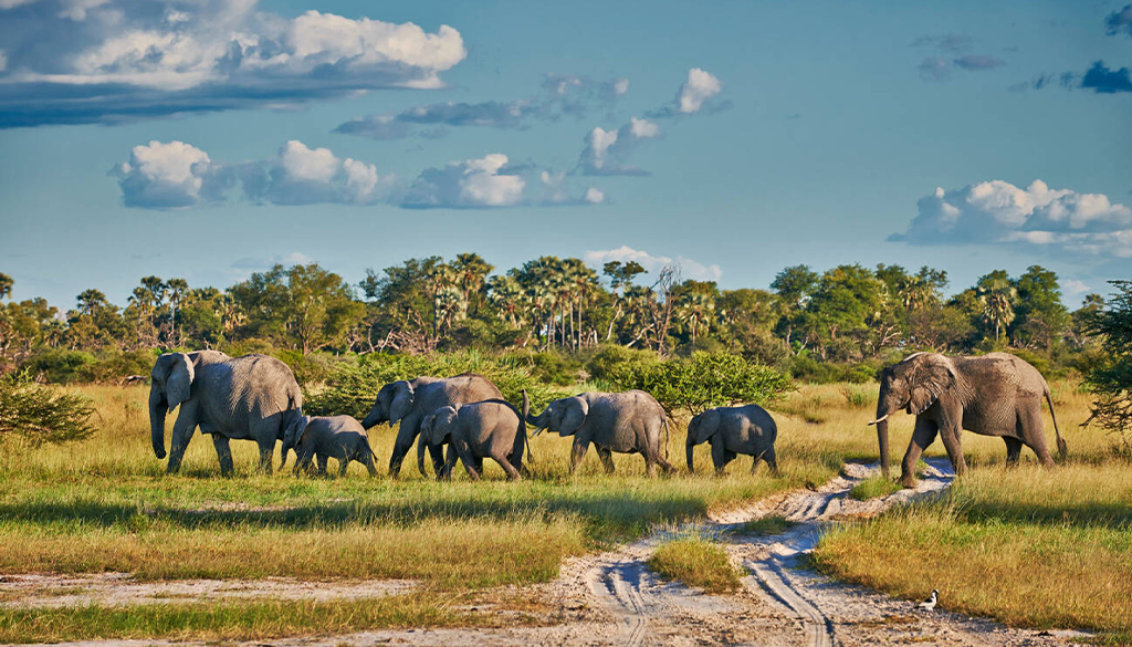 book an African safari