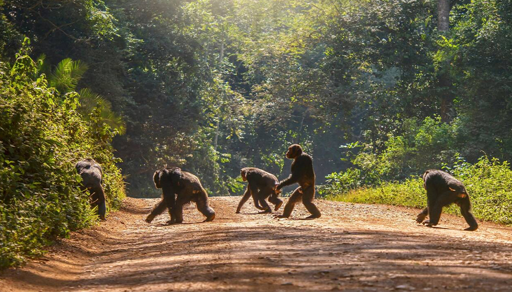book an African safari