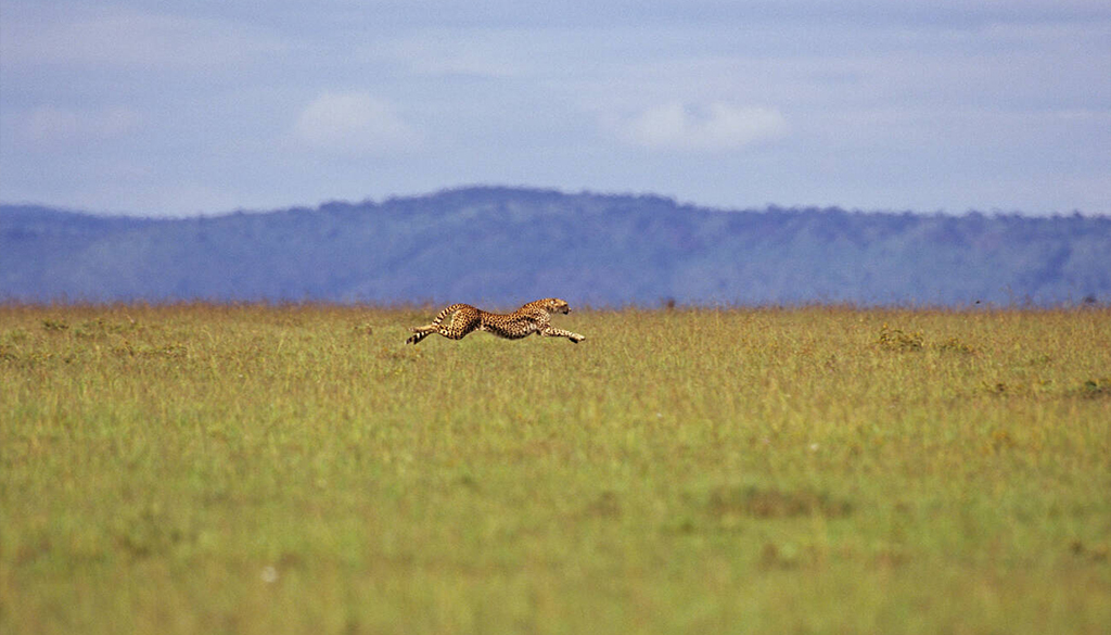 Best national parks East Africa