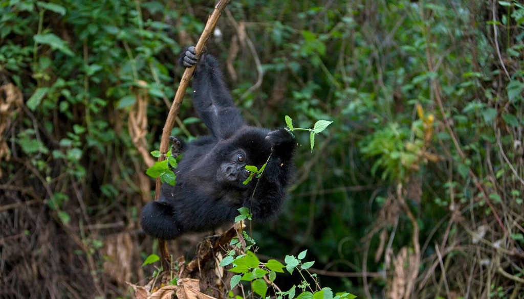 Best national parks East Africa