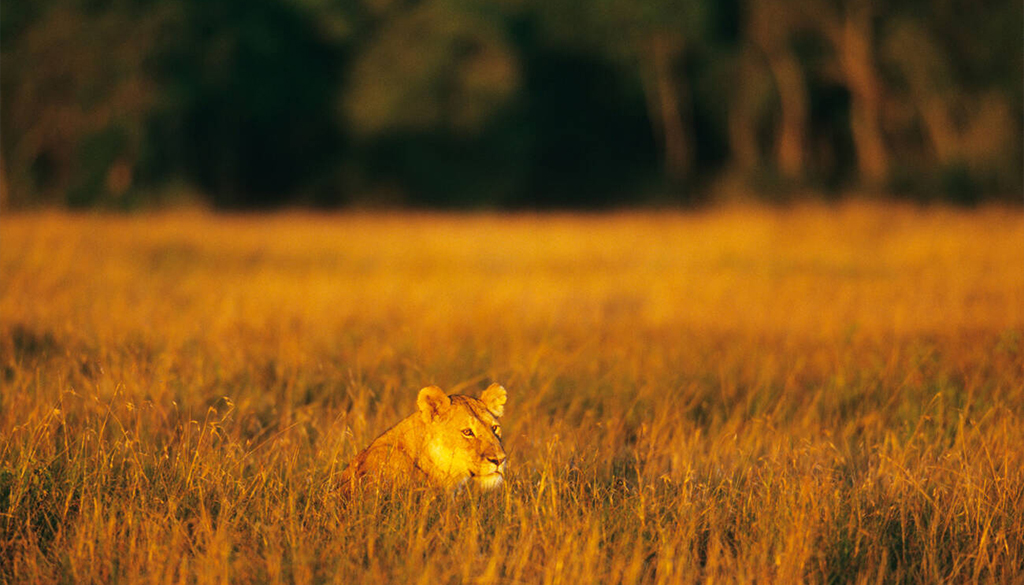 Best national parks East Africa