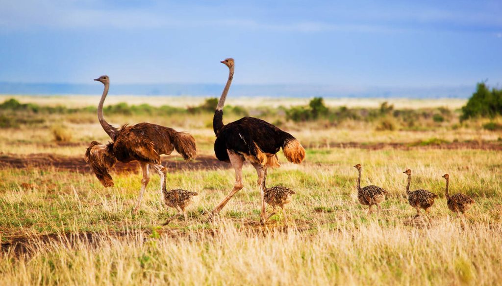 Ostrich Family