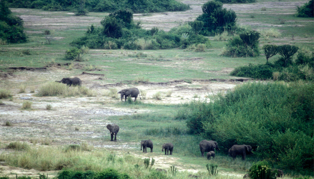 Best national parks East Africa
