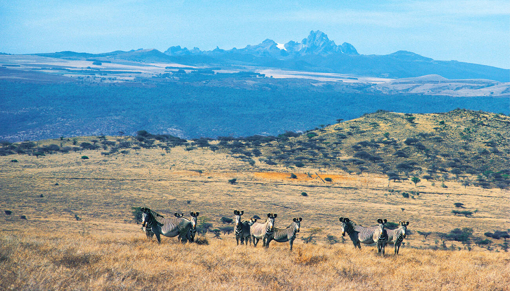 East Africa vs Southern Africa safari