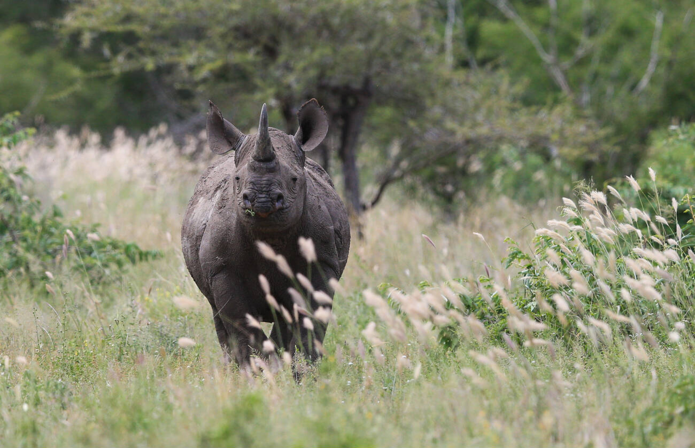 Black Rhino in Kruger National Park