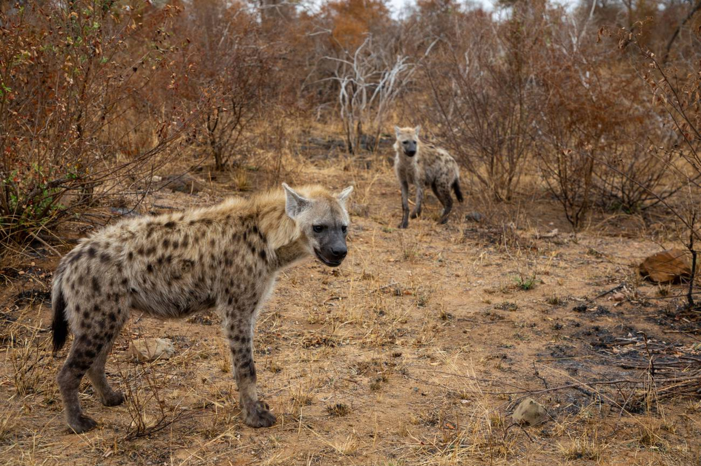 Kruger's Endangered Species