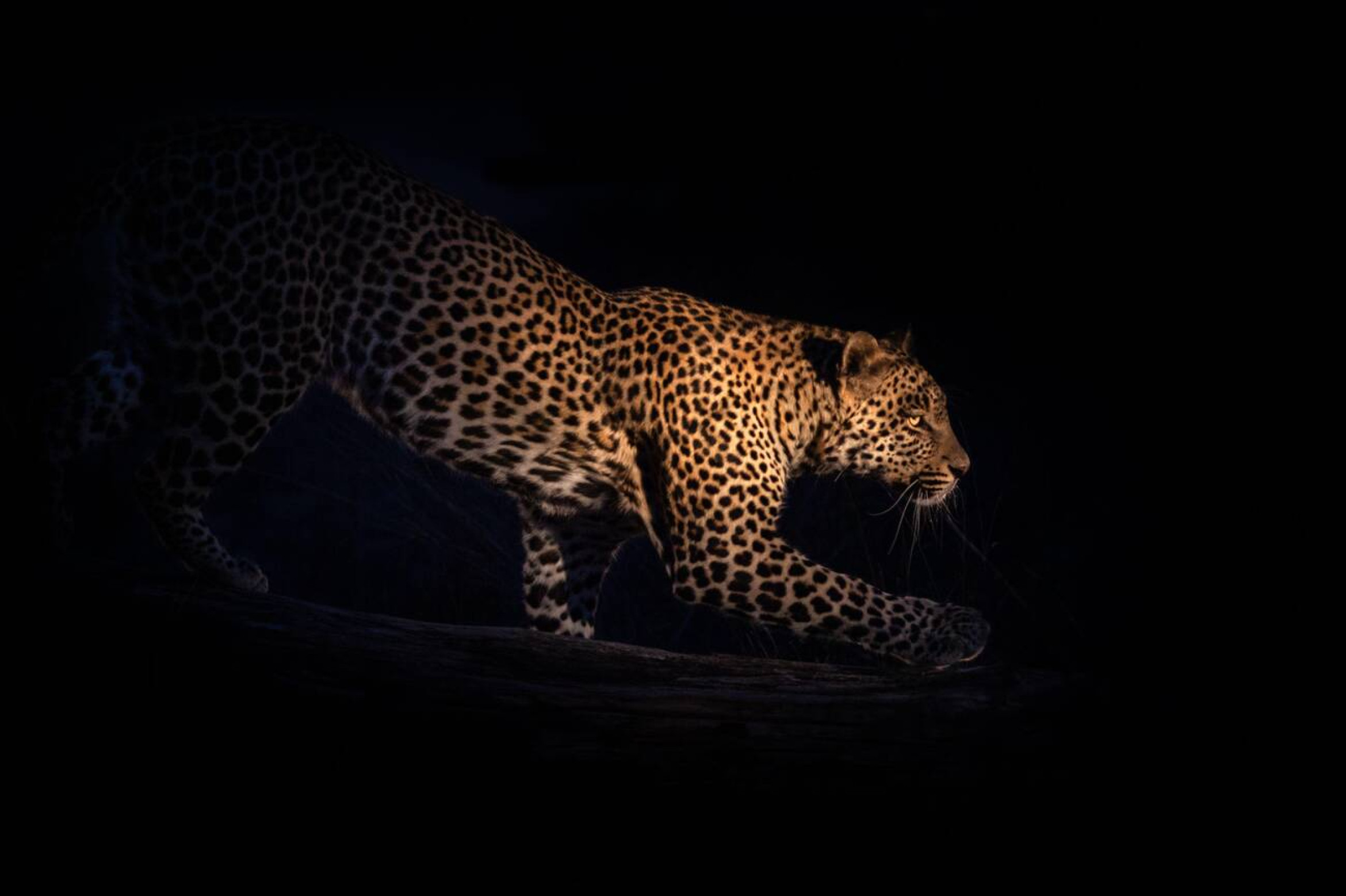 Kruger Night Safari vs Day safari