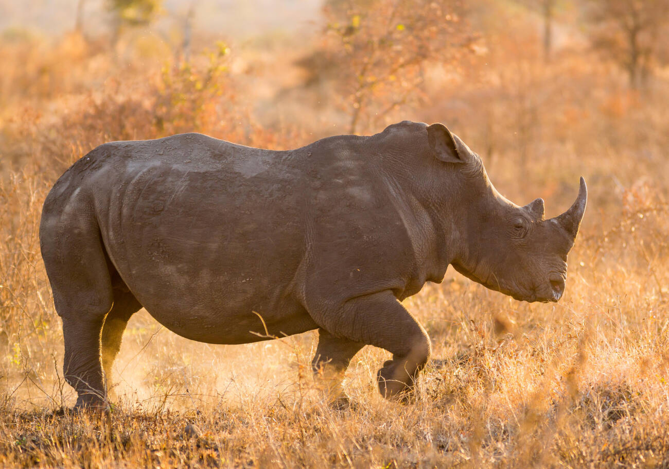 White Rhino in Kruger National Park