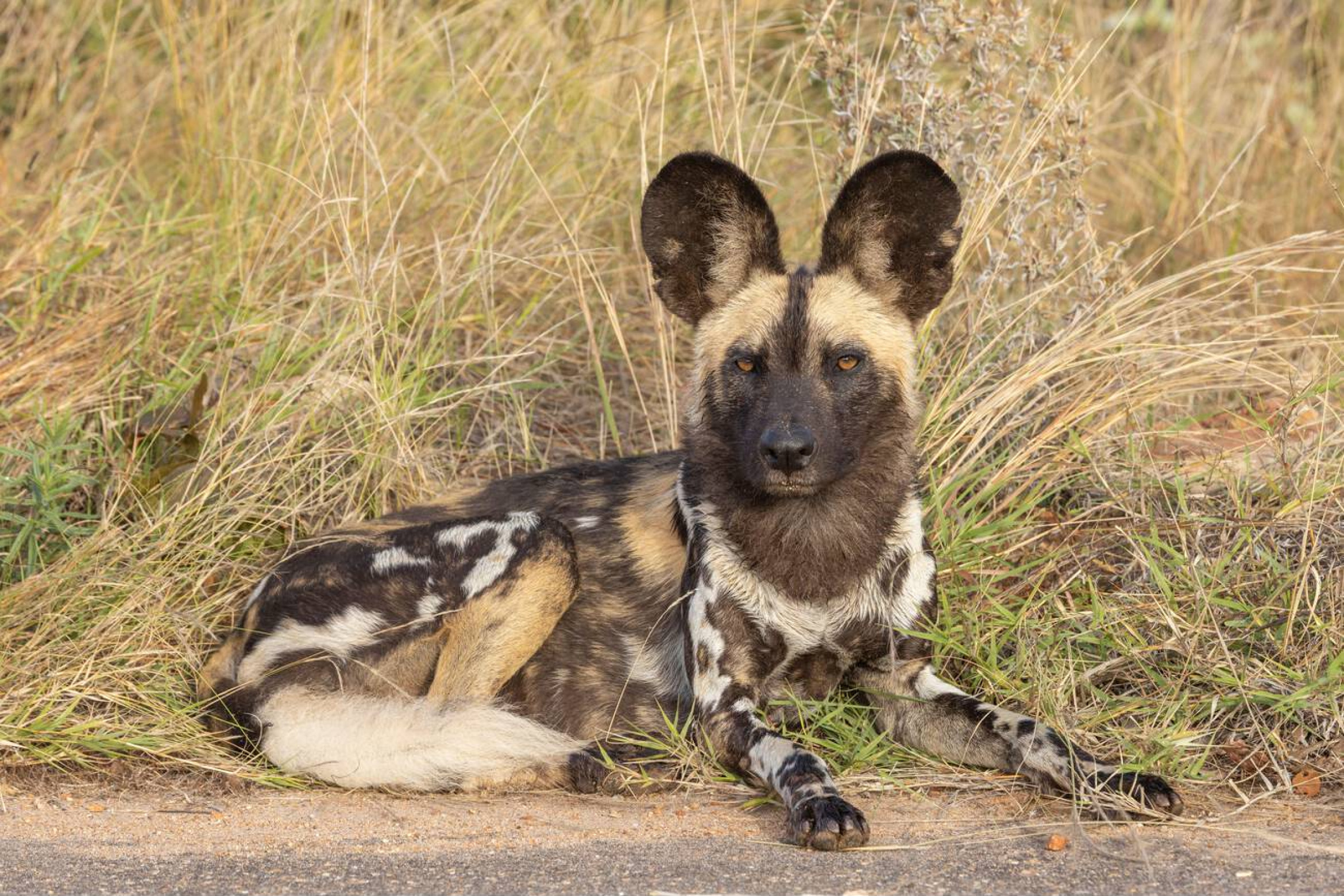 Wild dog In Kruger National Park