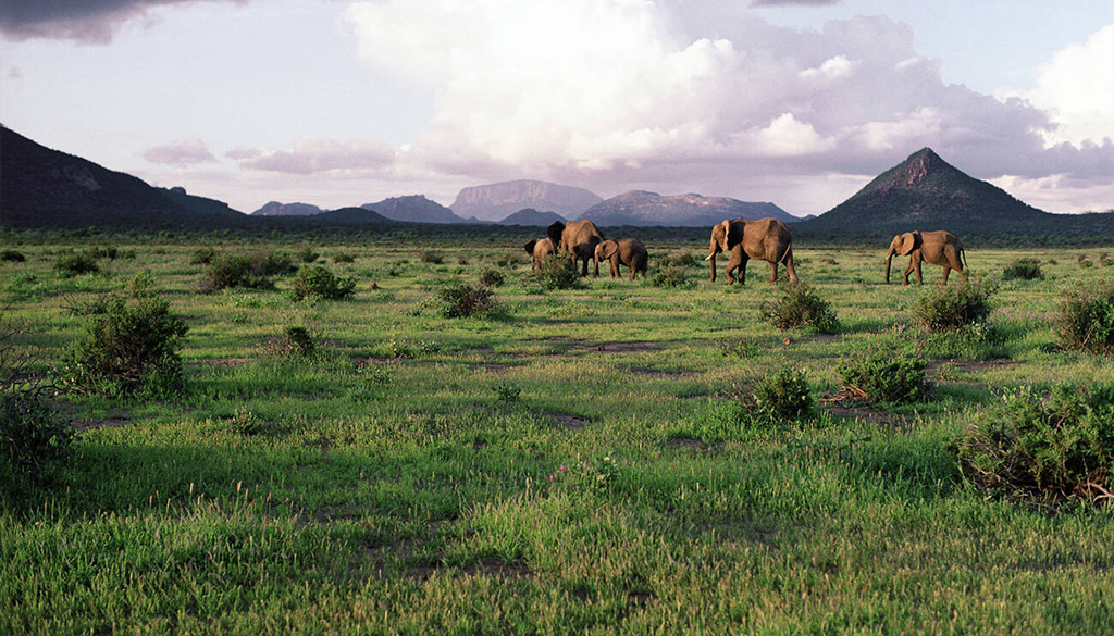 booking directly with local safari operators