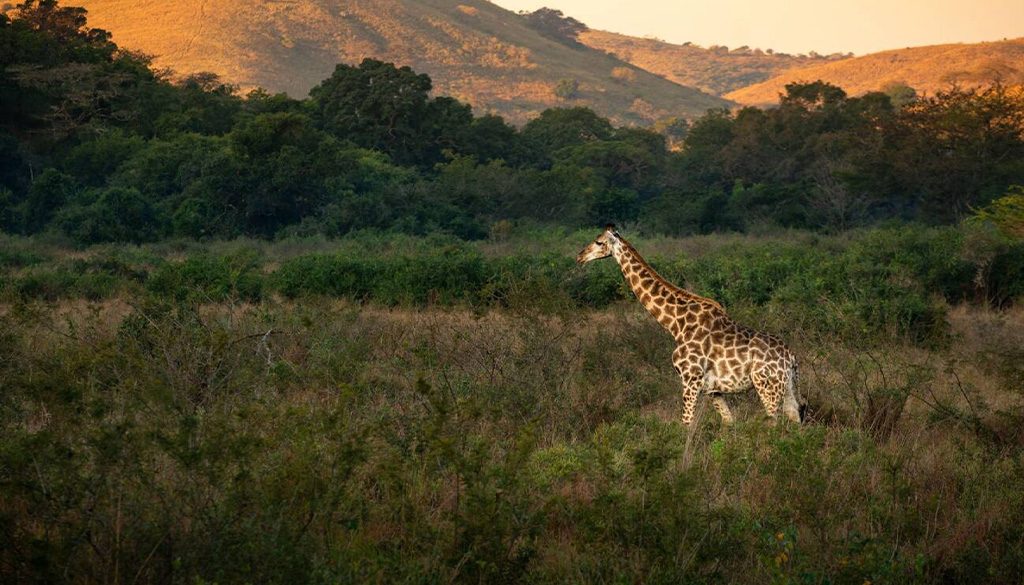 Giraffe in south africa