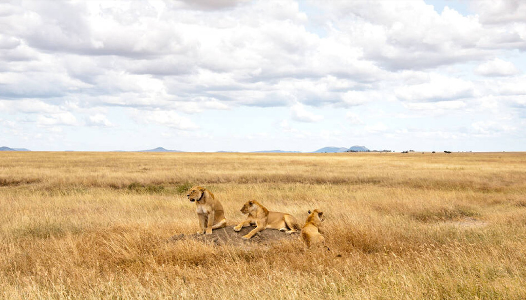 booking directly with local safari operators