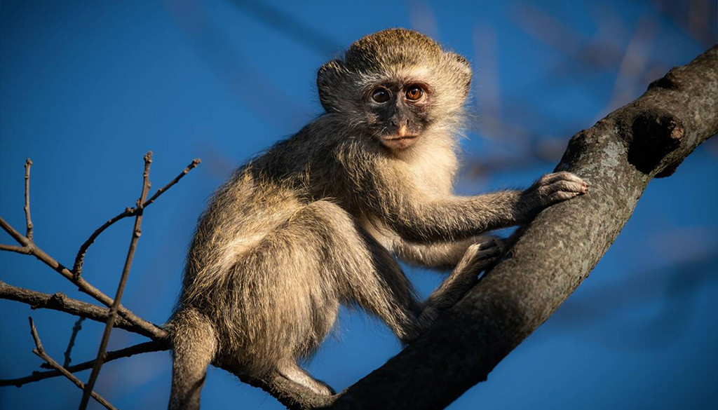 booking directly with local safari operators