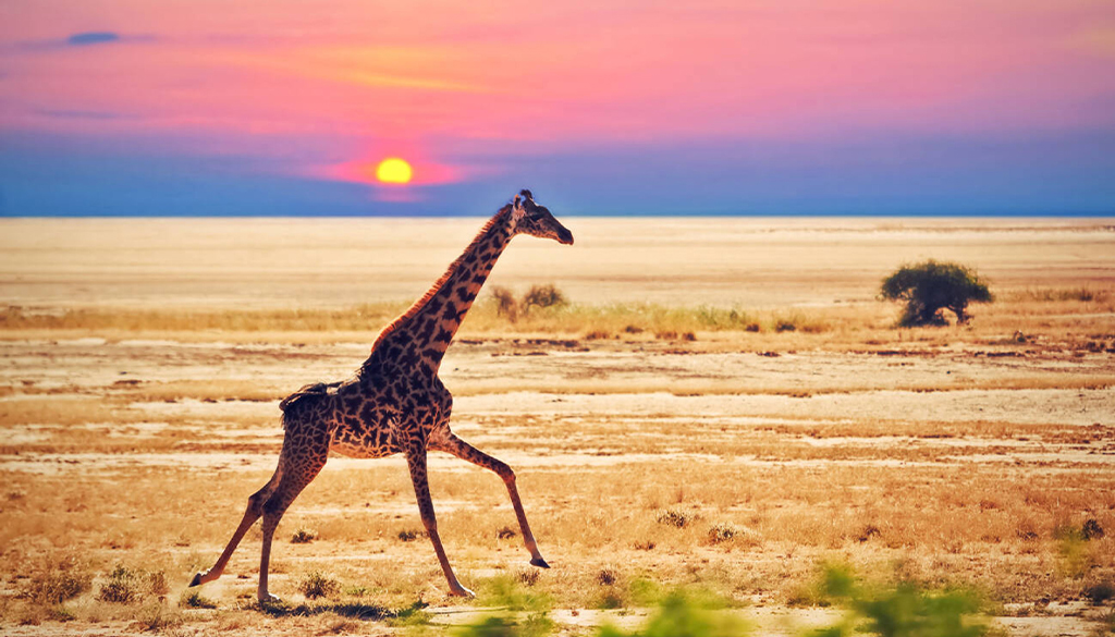 kenya vs tanzania safari