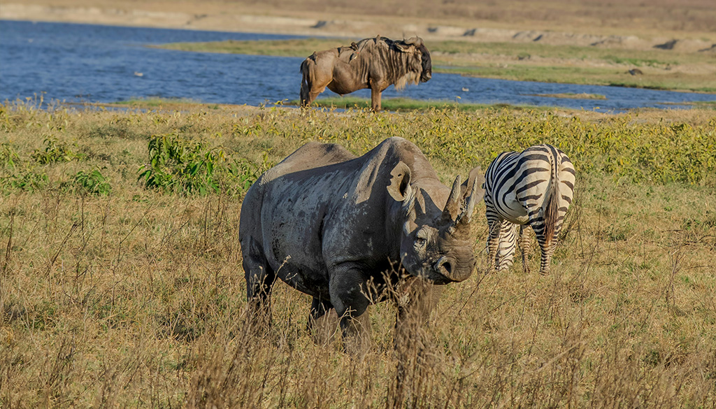 hidden wonders of ngorongoro crater