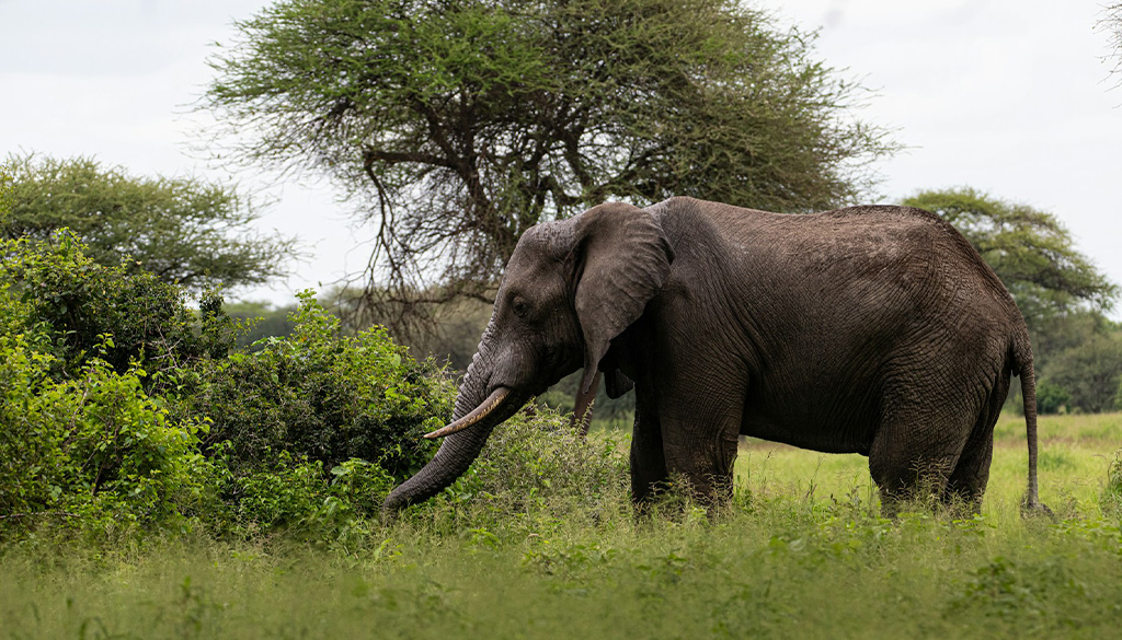 hidden wonders of ngorongoro crater