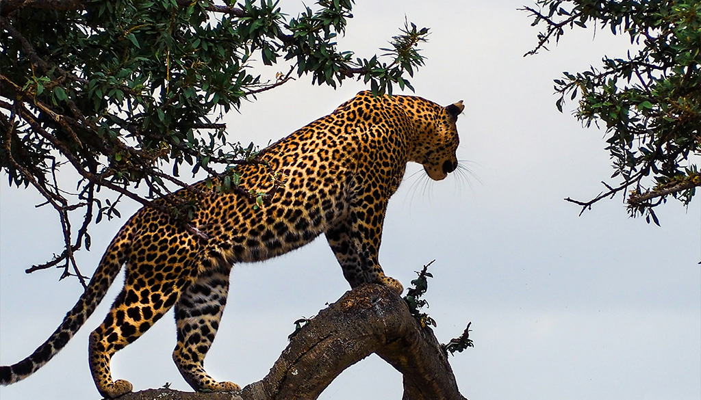 Affordable Luxury Safari in Africa