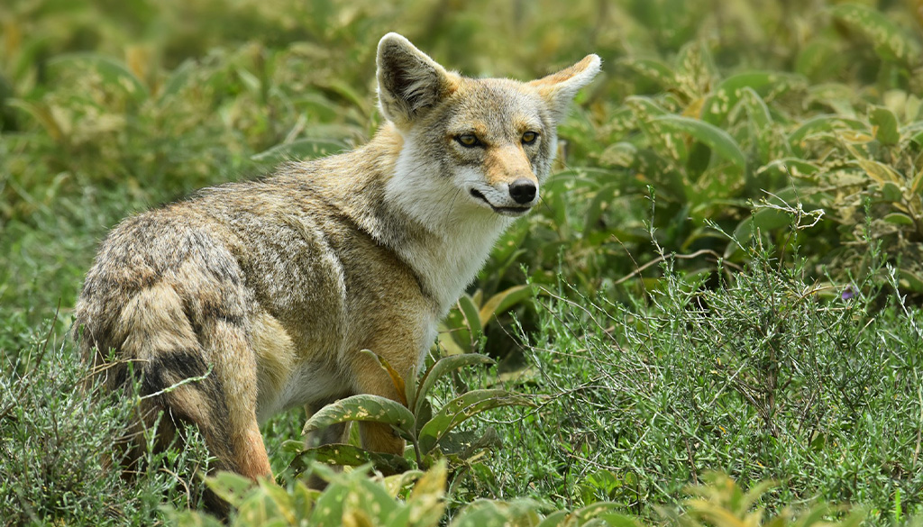 hidden wonders of ngorongoro crater