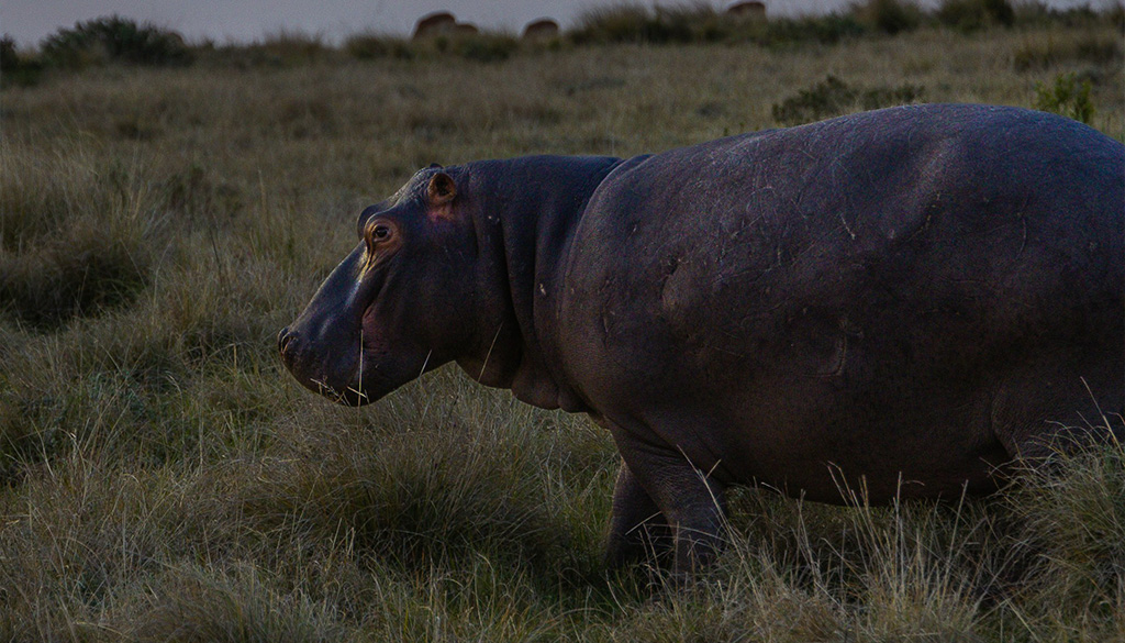 hidden wonders of ngorongoro crater